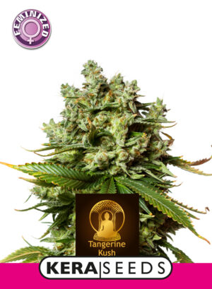 Tangerine Kush (Kera Seeds)