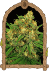 Tangerine Kush Reg.