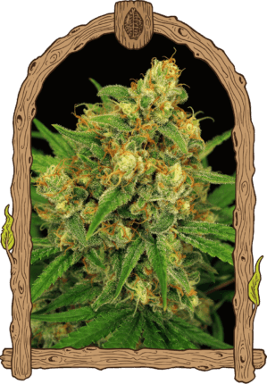 Tangerine Kush Reg.