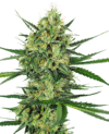 Tangerine Sugar