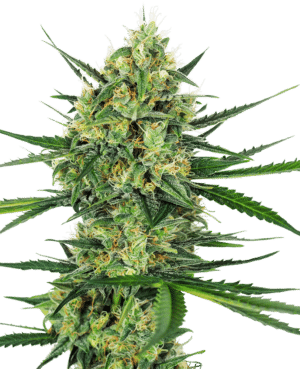 Tangerine Sugar