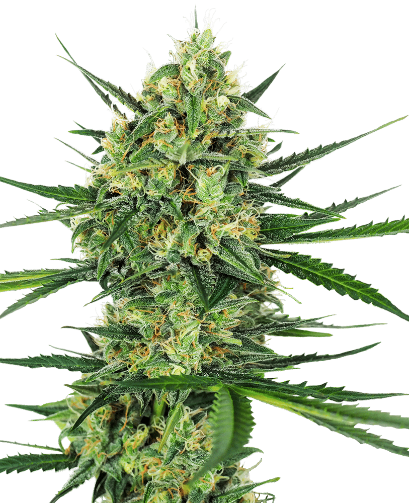 Tangerine Sugar