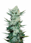 Tangie'matic