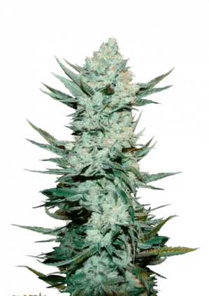 Tangie'matic