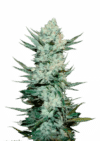 Tangie'matic