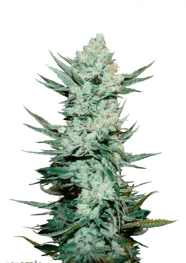 Tangie'matic