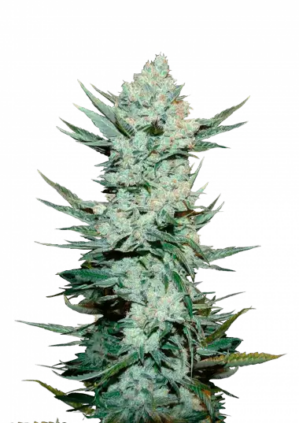 Tangie'matic