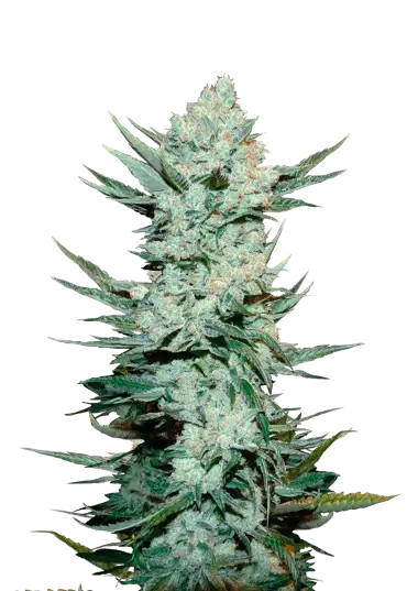 Tangie'matic