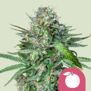 Tangie (Royal Queen Seeds)