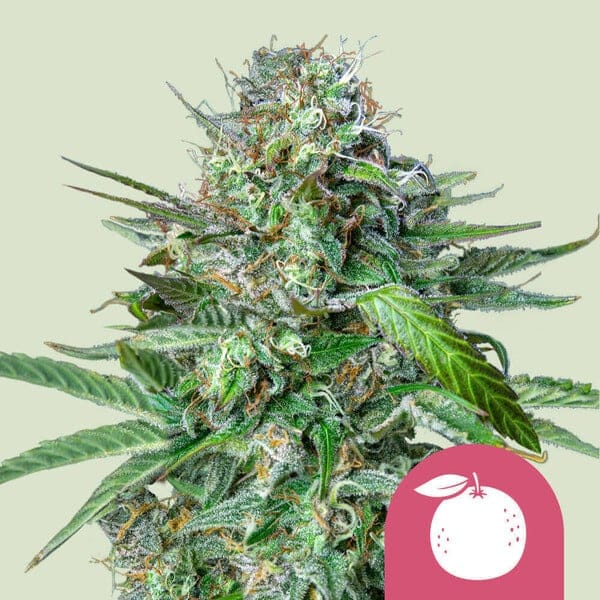 Tangie (Royal Queen Seeds)