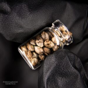 Tangoz Beanz Reg.