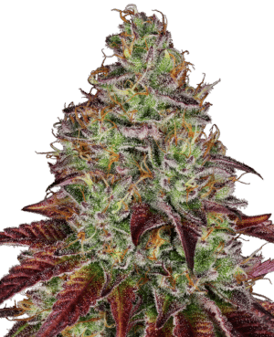 Tezla OG