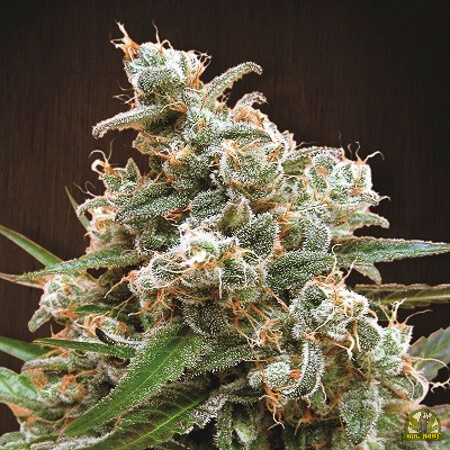 Thai Chi
