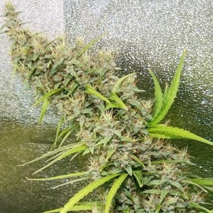 Thai x Panama Reg.