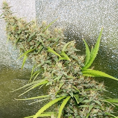 Thai x Panama Reg.