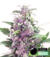 THC Bomb Auto