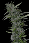 THC Pro