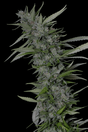 THC Pro