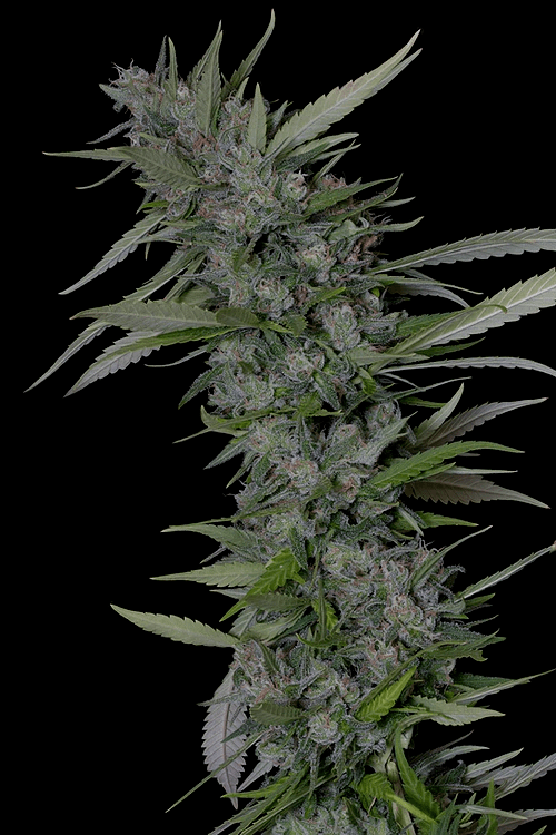 THC Pro