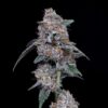 The Big Mac Auto (DNA Genetics Seeds)