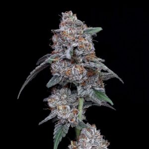 The Big Mac Auto (DNA Genetics Seeds)
