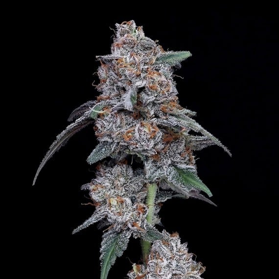 The Big Mac Auto (DNA Genetics Seeds)