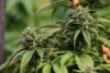 The Fruity Fuzz #33
