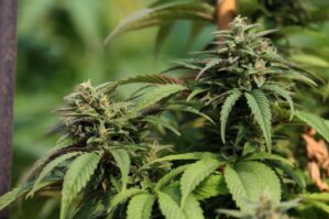 The Fruity Fuzz #33
