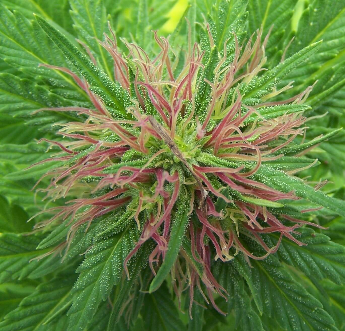 The Nordle (Afghan Skunk) Reg.