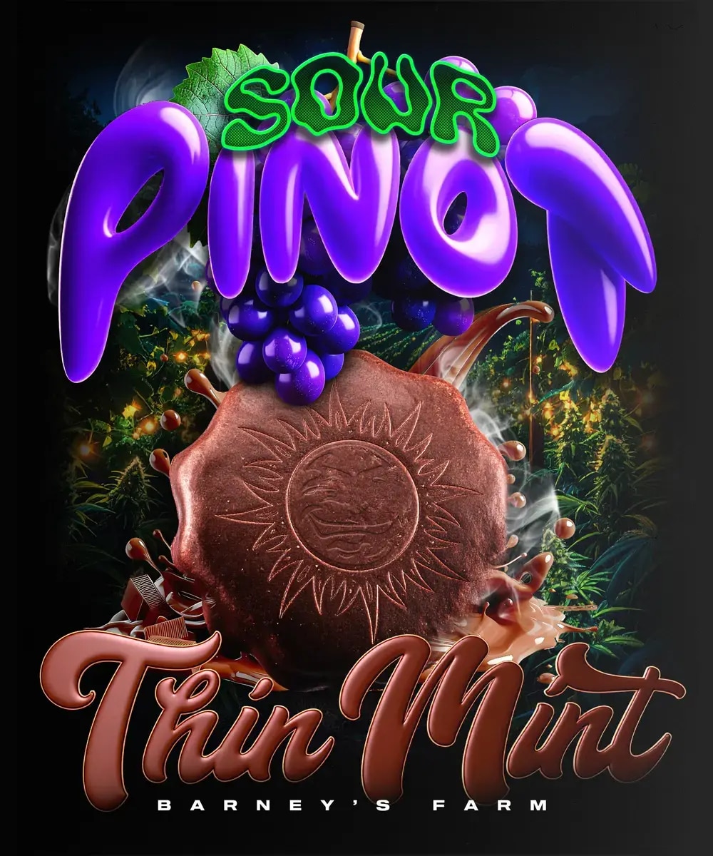 Thin Mint x Sour Pinot Auto