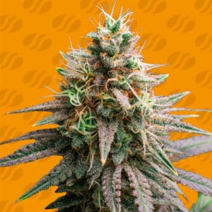 Tiramisu (Original Sensible Seed Company)