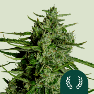 Titan F1 Auto