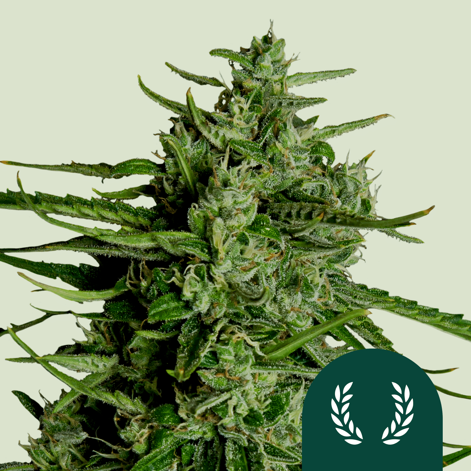 Titan F1 Auto