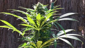 TNT Kush CBD
