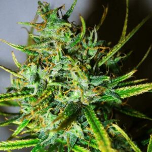 Top-44 Auto (Nirvana Seeds)