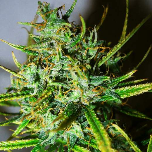 Top-44 Auto (Nirvana Seeds)