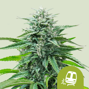 Trainwreck Auto (Royal Queen Seeds)