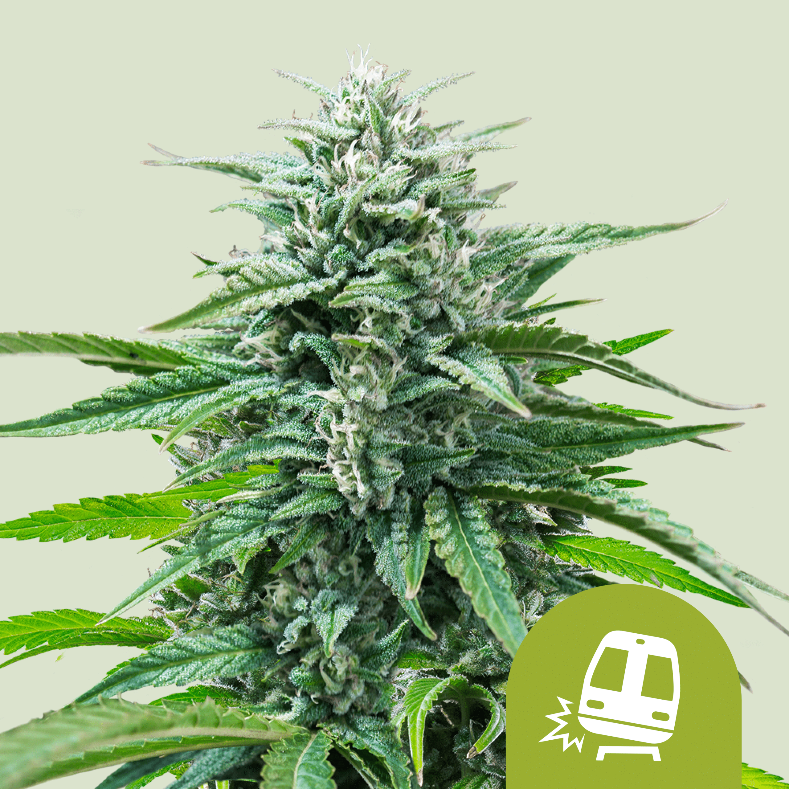 Trainwreck Auto (Royal Queen Seeds)