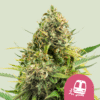 Trainwreck (Royal Queen Seeds)