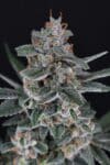 Tri-Whip Kush Auto