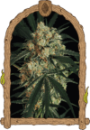 Triple (A.A.A) Auto