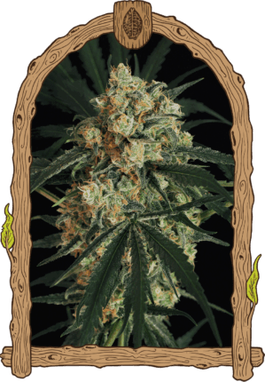 Triple (A.A.A) Auto