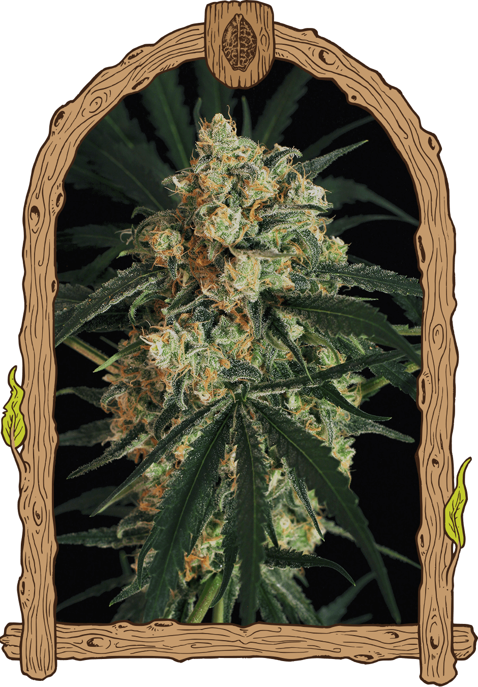Triple (A.A.A) Auto