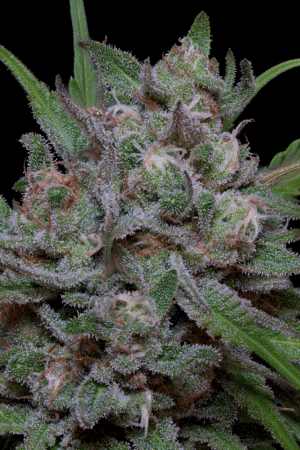Trippy Sherbert Punch Auto