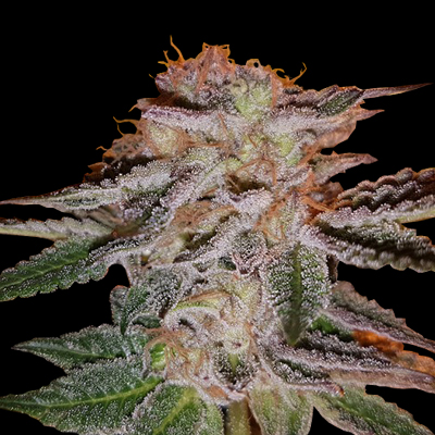 Tropical Punch