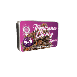 Tropicana Cherry Triploid F1
