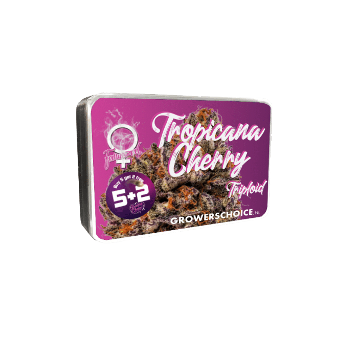 Tropicana Cherry Triploid F1
