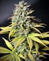 Tropicana Cookies Auto