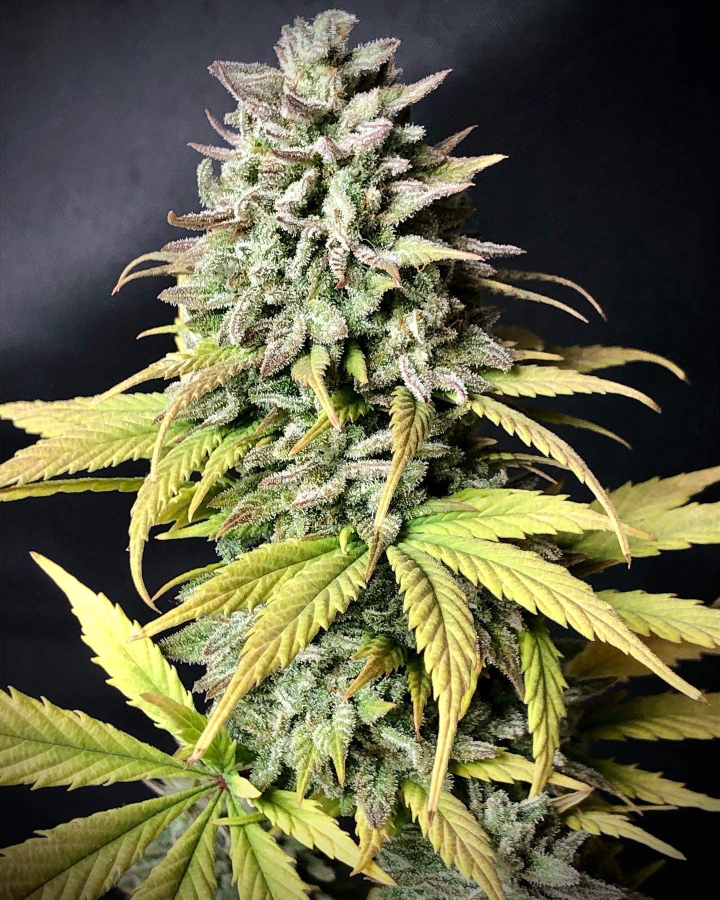 Tropicana Cookies Auto