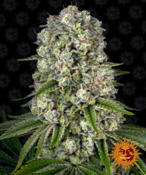 Tropicanna Banana